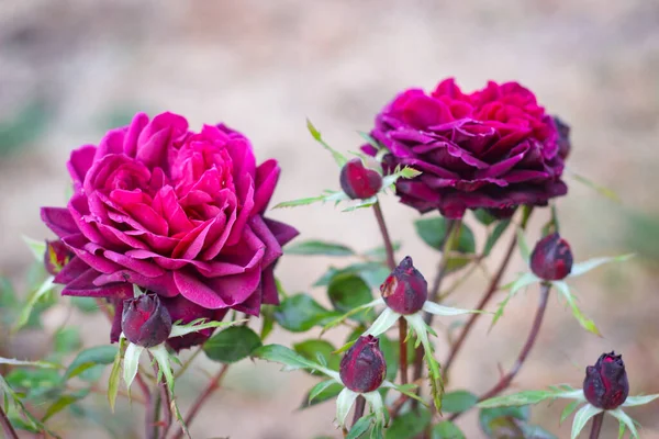 Prachtige Roos Bush Bloem Selectieve Focus — Stockfoto