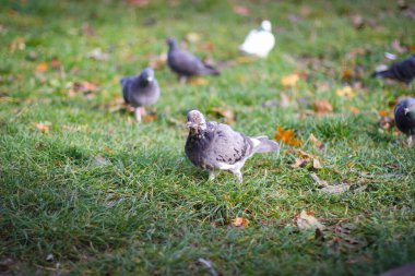 Vahşi şehir güvercinleri çimlerde otlar. Seçici odak noktasında fotoğraf