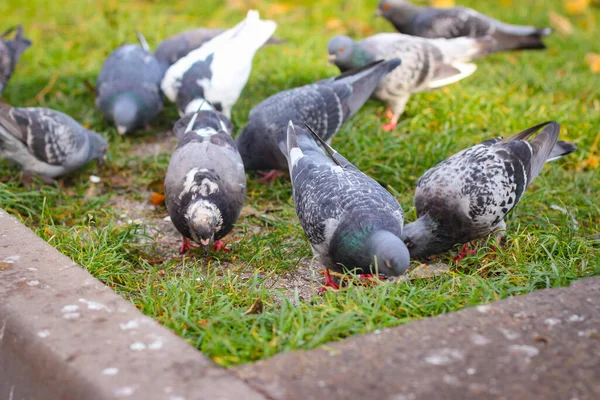 Wilde Stadttauben Grasen Auf Dem Rasen Foto Selektiven Fokus — Stockfoto