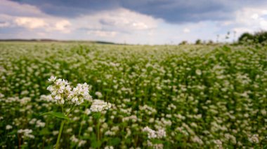 Karabuğday (Fagopyrum Mill olarak da bilinir) tarlası kar beyazı çiçekleriyle kaplı