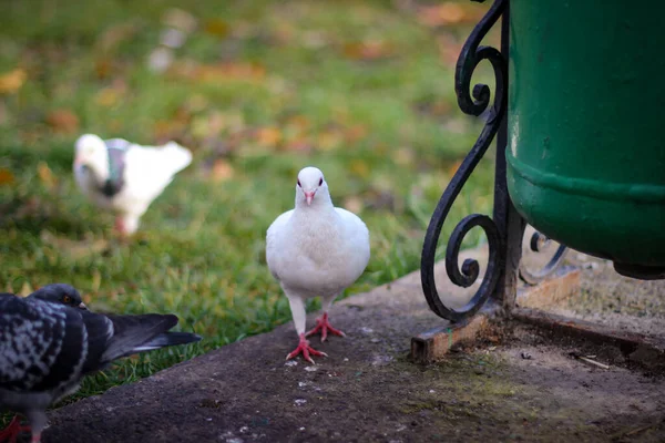 Las Palomas Salvajes Ciudad Pastan Césped Foto Enfoque Selectivo — Foto de Stock