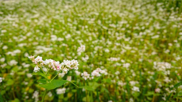 Karabuğday Fagopyrum Mill Olarak Bilinir Tarlası Kar Beyazı Çiçekleriyle Kaplı — Stok fotoğraf
