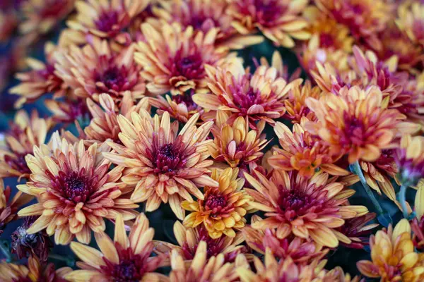 Hermosa Flor Aster Enfoque Selectivo —  Fotos de Stock