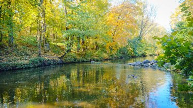 Şehir parkında yapraklarla kaplı bir sonbahar..