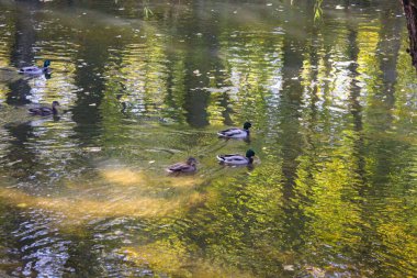 Şehir parkında sonbahar. Vahşi ördekler nehirde yüzer