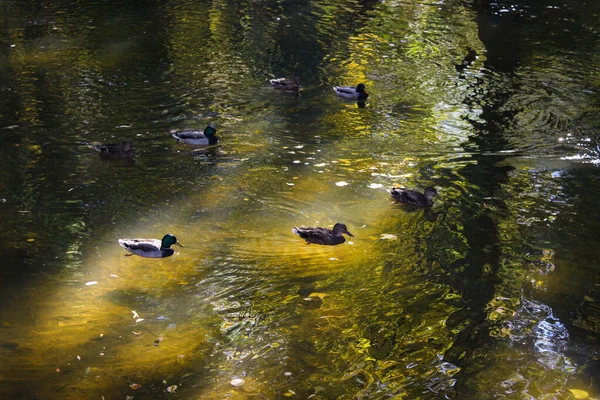 Jesień Parku Miejskim Dzikie Kaczki Pływają Rzece — Zdjęcie stockowe