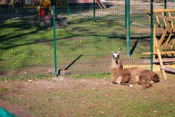 Lama Repose Sur Sol Dans Zoo Ville — Photo