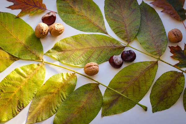 Automne Nature Morte Des Feuilles Noix Pommes — Photo