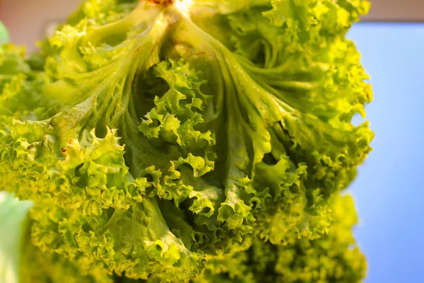 Salatblader Opplyst Sollys – stockfoto