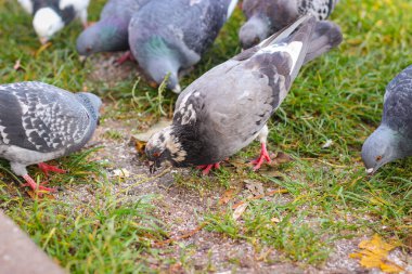Vahşi şehir güvercinleri çimlerde otlar. Seçici odak noktasında fotoğraf