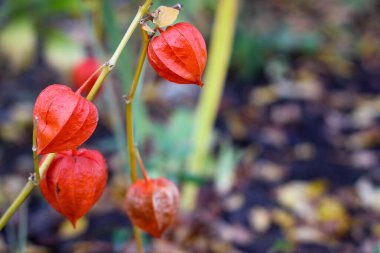Physalis çiçek tarhında olgunlaşır. Seçici odak noktasında fotoğraf