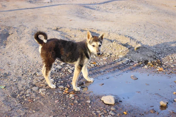 Genç evsiz köpek su birikintisinden su içiyor.