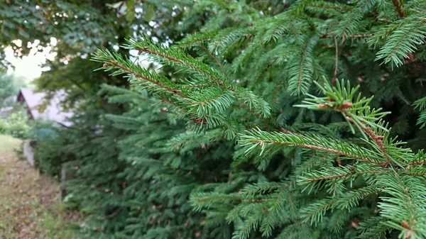 Young Pine Branches Photographed Close — Stock Photo, Image