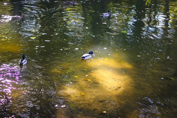 Άγριες Πάπιες Κολυμπούν Στο Ποτάμι — Φωτογραφία Αρχείου