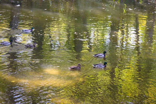 街の公園で秋 野生のアヒルが川で泳ぐ — ストック写真