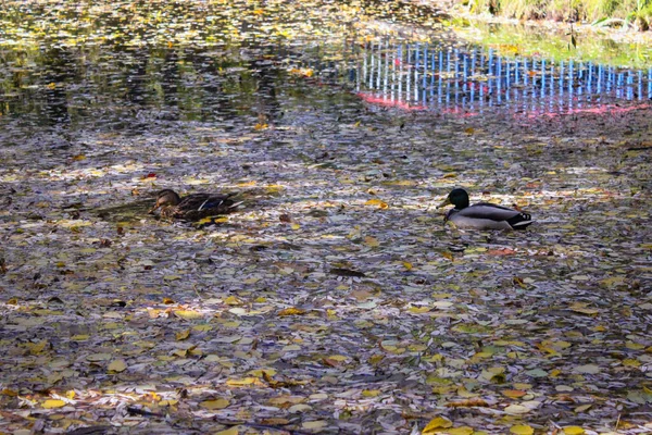 Jesień Parku Miejskim Dzikie Kaczki Pływają Rzece — Zdjęcie stockowe