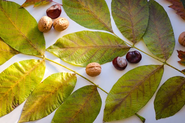 Herbststillleben Von Blättern Nüssen Und Äpfeln — Stockfoto