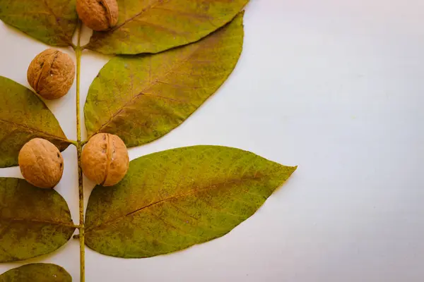 Herbstliches Stillleben Blätter Und Nüsse — Stockfoto