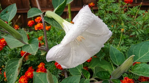 Велика Біла Квітка Невеликих Крапельках Води — стокове фото