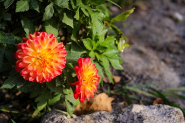 Seçici odak noktasında güzel bir paskalya çiçeği