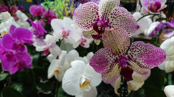 Viele Bunte Orchideen Stehen Regal Stockfoto