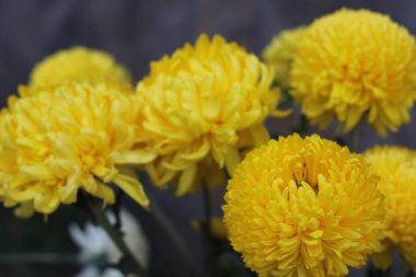 Harika sonbahar çiçekleri. Bukette toplanan farklı renkte yıldız yıldızları