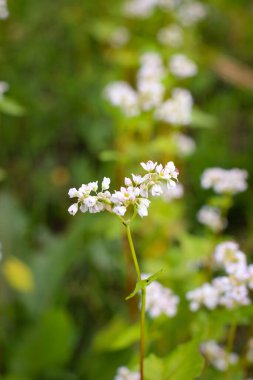 Karabuğday (Fagopyrum Mill olarak da bilinir) tarlası kar beyazı çiçekleriyle kaplı