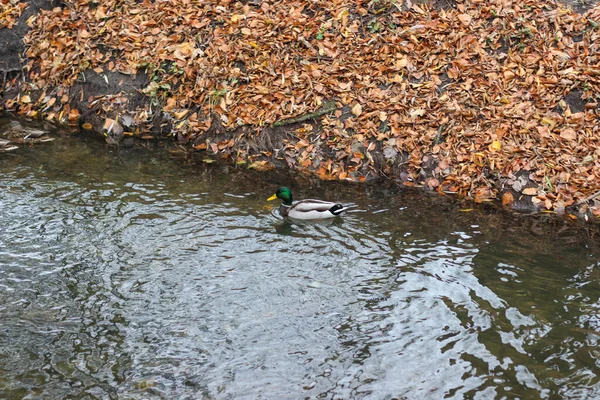 Vários Patos Selvagens Nadam Uma Pequena Lagoa Parque Cidade — Fotografia de Stock