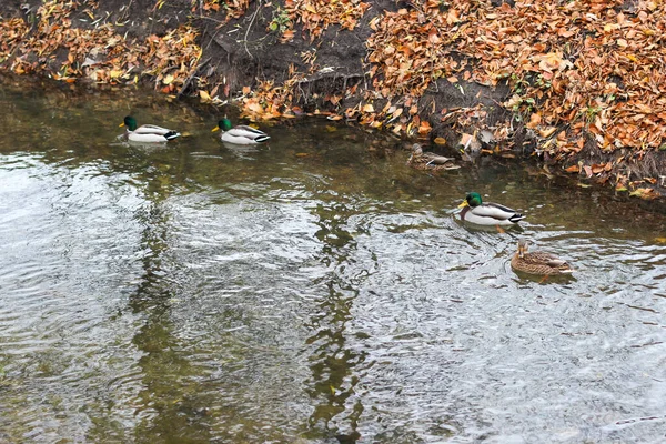 Vários Patos Selvagens Nadam Uma Pequena Lagoa Parque Cidade — Fotografia de Stock