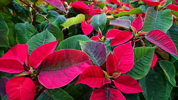 Poinsettia Juga Tahu Euphorbia Pulcherrima Adalah Spesies Tanaman Dari Keluarga — Stok Foto