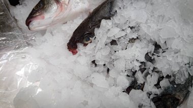 Bir balık dükkanının rafında buzun altında yatan alabalık leşleri.