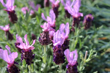 Güneşli bir bahçede mavi çimlerin yanında çiçek açan lavanta çiçeklerinin yakın çekimi. Yumuşak ışık ve sığ alan derinliği olan doğal çiçek arkaplanı..