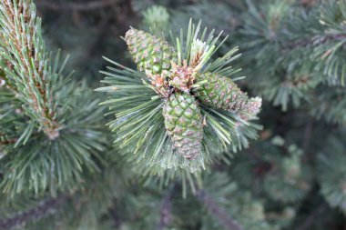 Doğal gün ışığında kozalaklı ağaç dalında büyüyen uzun iğneler arasında büyüyen genç kozalakların makro fotoğrafı..