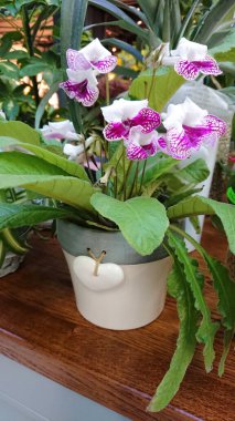 Narin mor ve beyaz streptokarpus çiçekleri seramik bir kapta iç dekoratif ev bitkisi olarak yetişir..
