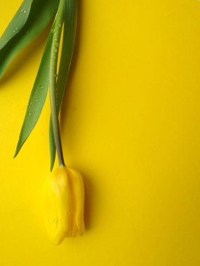 Hediye geçmişi için bir buket çiçek, 8, kutlama, tatil arkaplan resmi