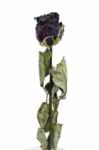Die alten Rosen. — Stockfoto