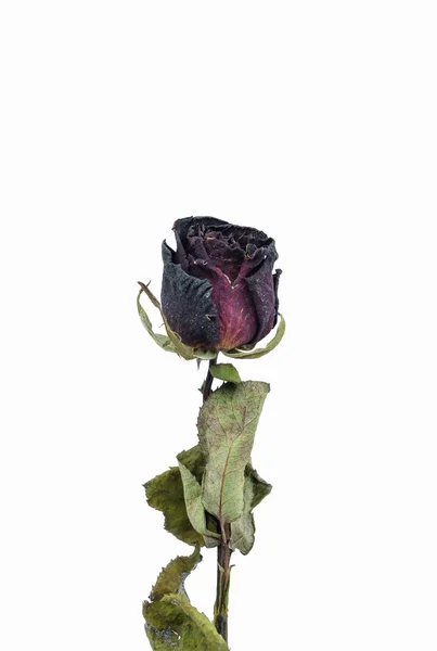Старые розы . — стоковое фото