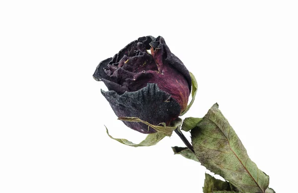 As rosas velhas . — Fotografia de Stock