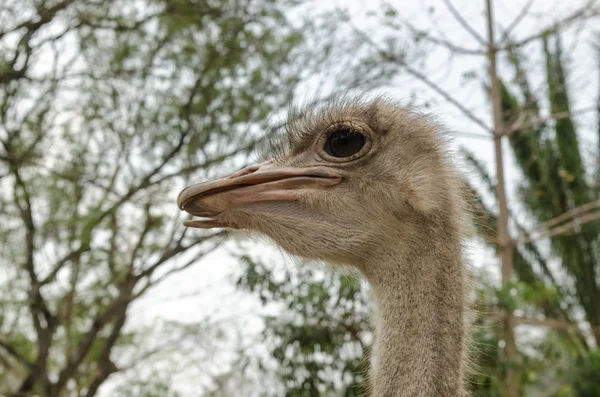 Close-up of head of ostrich. — Stock Photo, Image