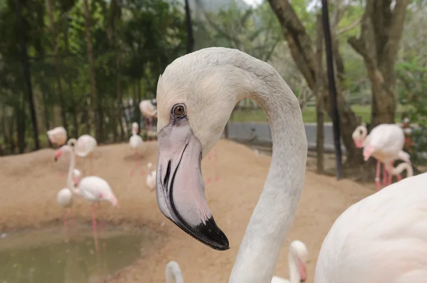 Portrait of a Flamingo. — Stock Photo, Image