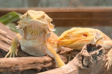 Merkez sakallı Ejder (pogona vitticeps).