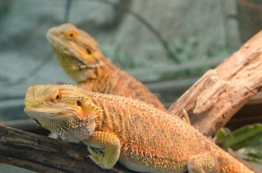 Merkez sakallı Ejder (pogona vitticeps).