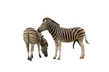 Zebra Afrika'da kendine özgü lekeler ile tanınmaktadır.