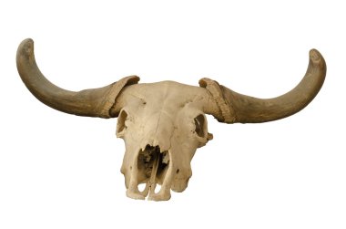 Beyaz arka plan üzerinde izole baş kafatası.