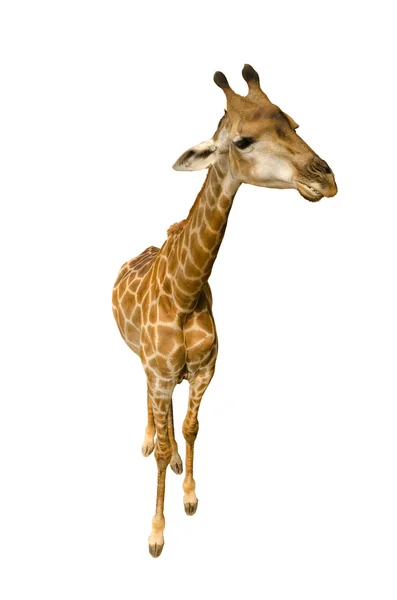 Giraffe geïsoleerd op witte achtergrond. — Stockfoto