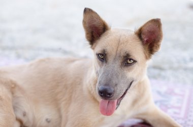 Köpek dışarıda gülümsüyor..