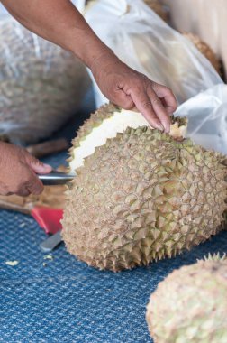 Durian tutan Asyalı çiftçi meyvelerin kralıdır..