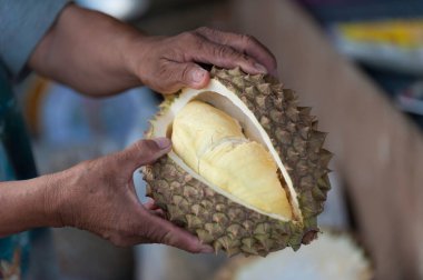 Durian tutan Asyalı çiftçi meyvelerin kralıdır..