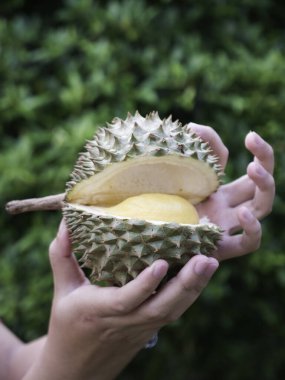 Durian tutan Asyalı çiftçi meyvelerin kralıdır..