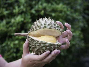 Durian tutan Asyalı çiftçi meyvelerin kralıdır..